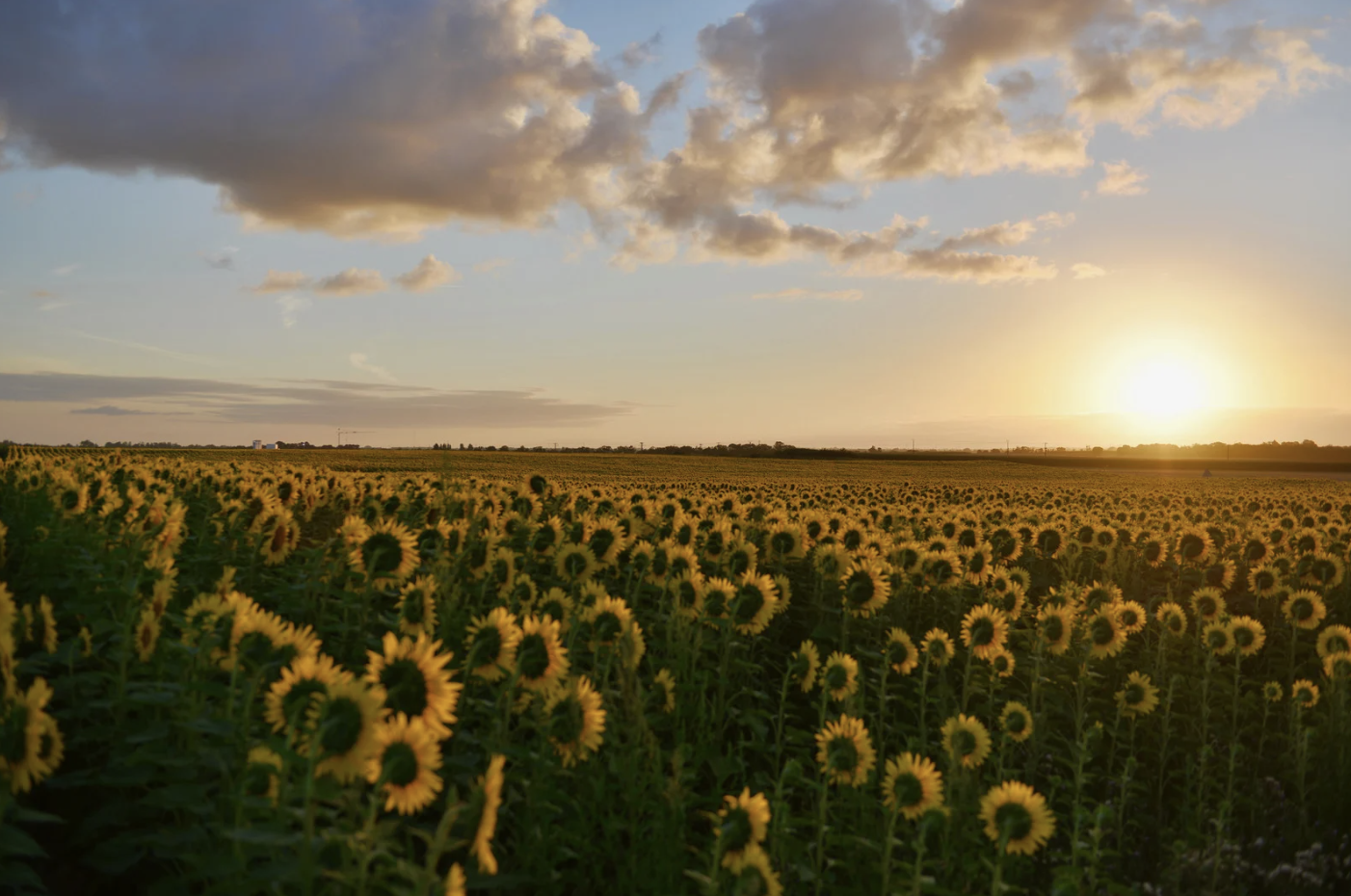 Sunflowers toward the sun Leader Leadership
